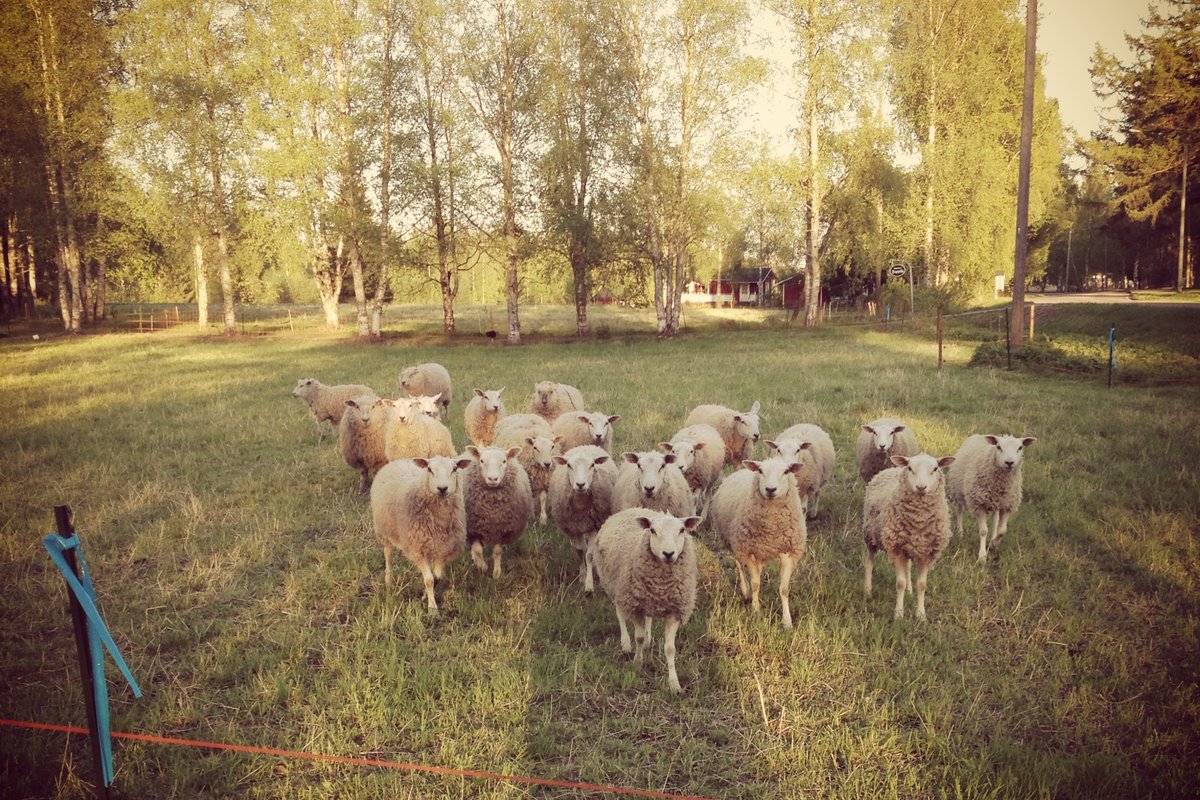 Lampaita